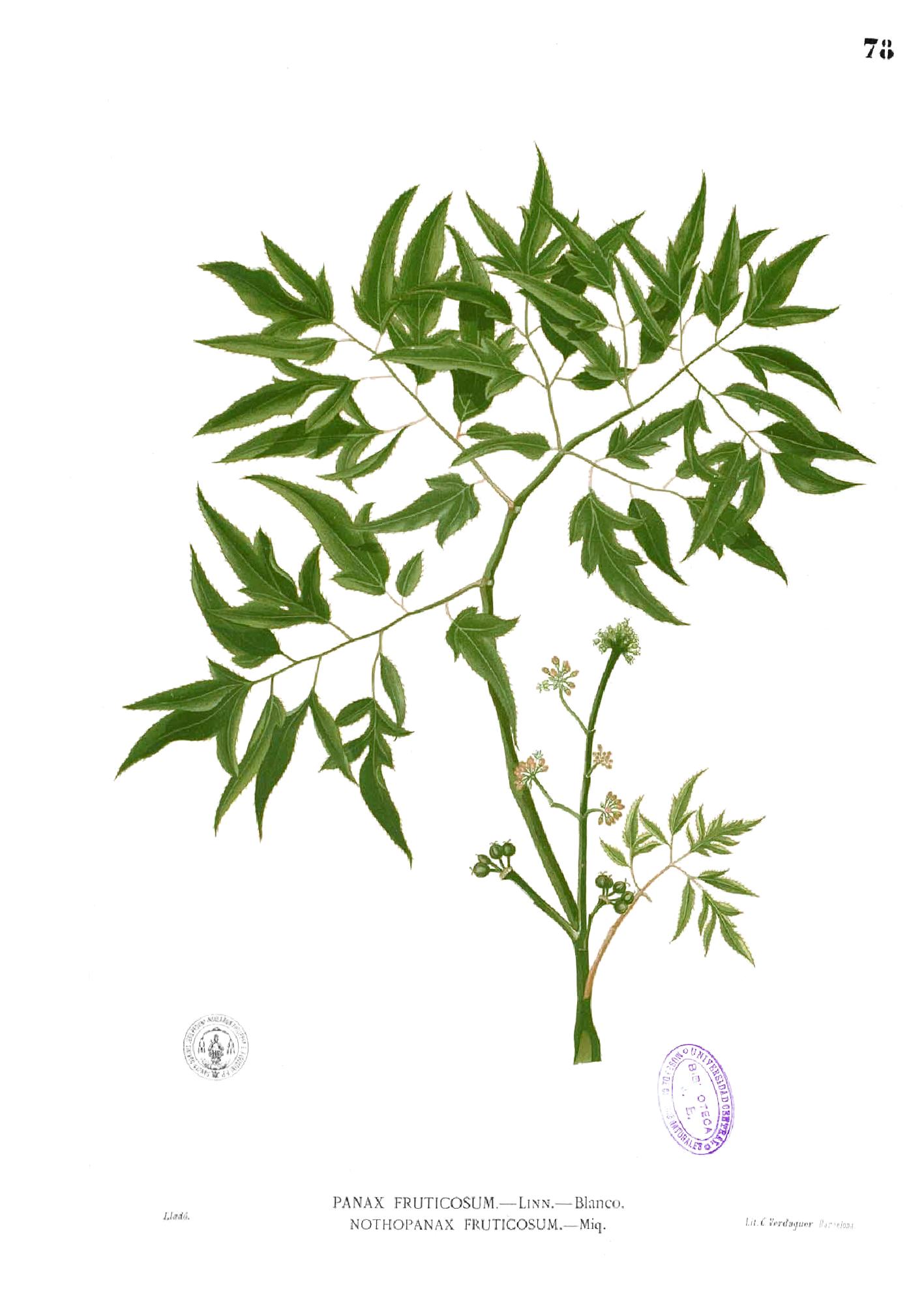 معرفی و راهنمای پرورش گیاهان زینتی فضای باز - مینگ آرالیا